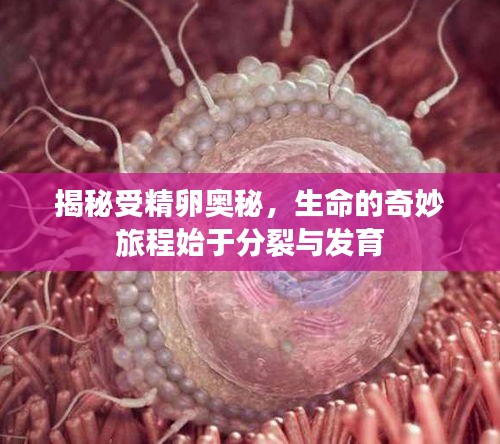揭秘受精卵奧秘，生命的奇妙旅程始于分裂與發(fā)育