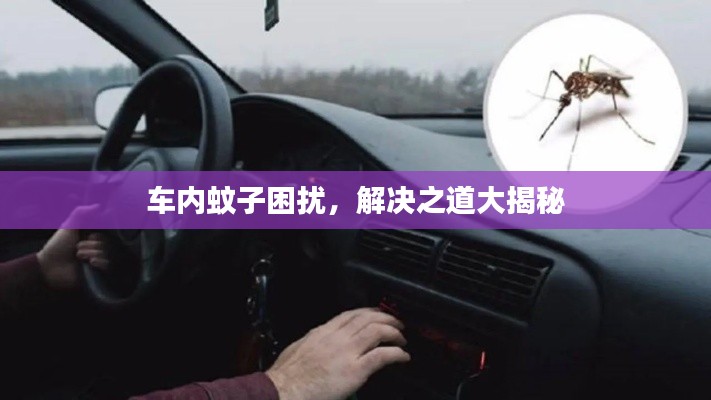 車內蚊子困擾，解決之道大揭秘