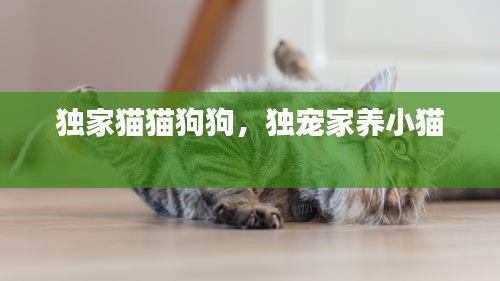 獨家貓貓狗狗，獨寵家養(yǎng)小貓 