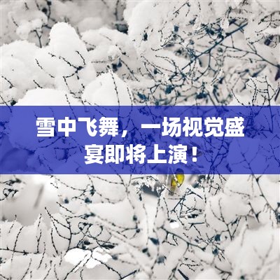 雪中飛舞，一場視覺盛宴即將上演！