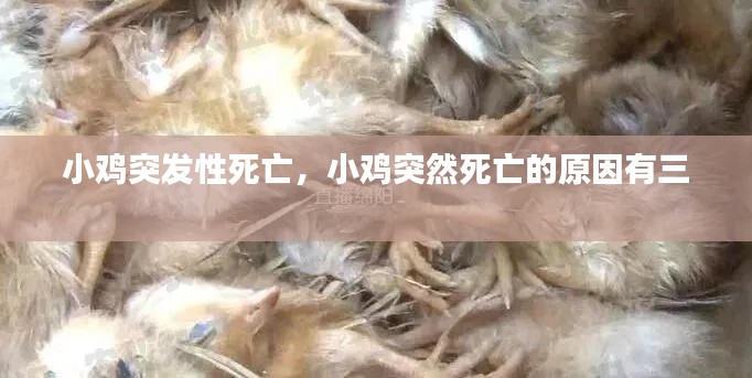 小雞突發(fā)性死亡，小雞突然死亡的原因有三 