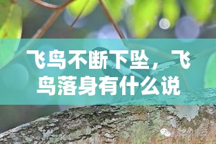 飛鳥不斷下墜，飛鳥落身有什么說法 