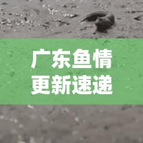 廣東魚情更新速遞，今日最新動態(tài)一網(wǎng)打盡！