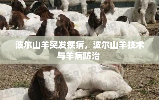 波爾山羊突發(fā)疾病，波爾山羊技術(shù)與羊病防治 