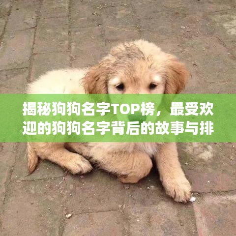 揭秘狗狗名字TOP榜，最受歡迎的狗狗名字背后的故事與排名