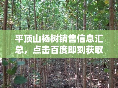 平頂山楊樹銷售信息匯總，點擊百度即刻獲?。? class=