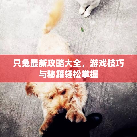 只兔最新攻略大全，游戲技巧與秘籍輕松掌握
