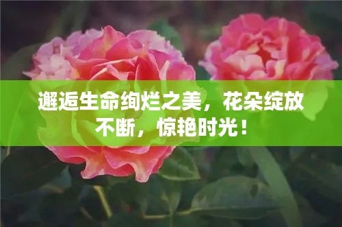 邂逅生命絢爛之美，花朵綻放不斷，驚艷時(shí)光！