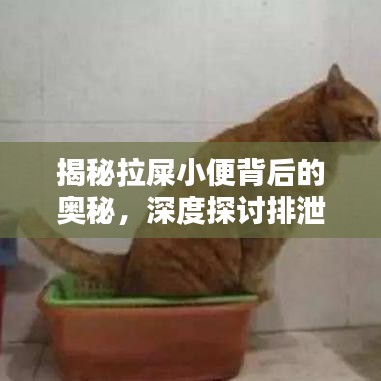 揭秘拉屎小便背后的奧秘，深度探討排泄系統(tǒng)的秘密