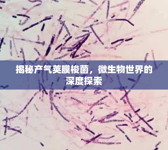 揭秘產(chǎn)氣莢膜梭菌，微生物世界的深度探索