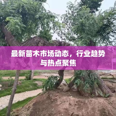最新苗木市場(chǎng)動(dòng)態(tài)，行業(yè)趨勢(shì)與熱點(diǎn)聚焦
