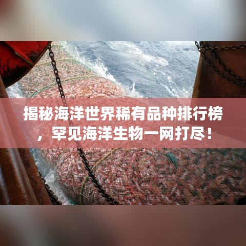 揭秘海洋世界稀有品種排行榜，罕見(jiàn)海洋生物一網(wǎng)打盡！