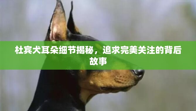 杜賓犬耳朵細節(jié)揭秘，追求完美關(guān)注的背后故事