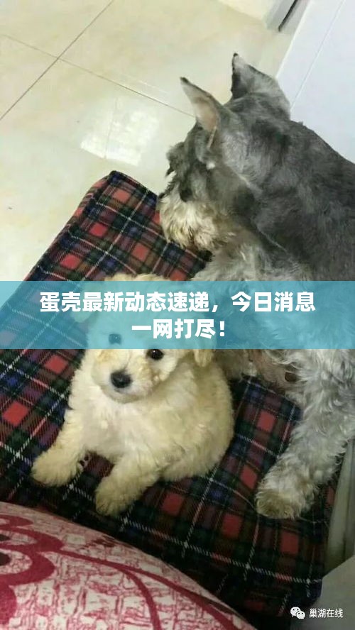 蛋殼最新動(dòng)態(tài)速遞，今日消息一網(wǎng)打盡！