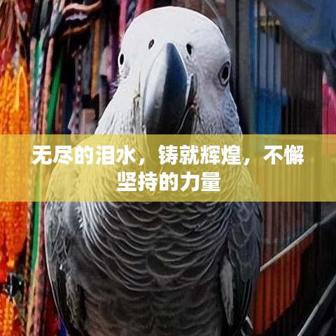 無盡的淚水，鑄就輝煌，不懈堅(jiān)持的力量