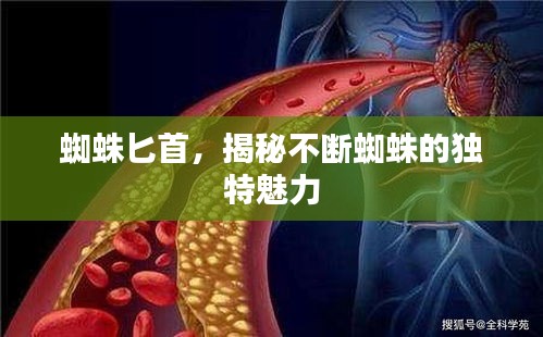 蜘蛛匕首，揭秘不斷蜘蛛的獨(dú)特魅力