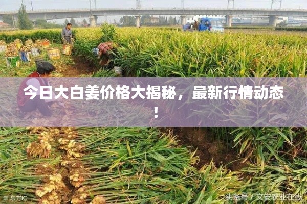 今日大白姜價(jià)格大揭秘，最新行情動(dòng)態(tài)！