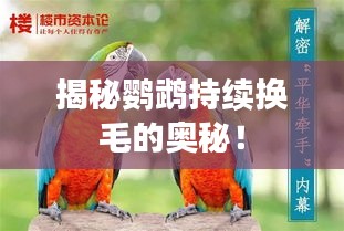 揭秘鸚鵡持續(xù)換毛的奧秘！