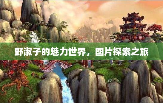 野淑子的魅力世界，圖片探索之旅