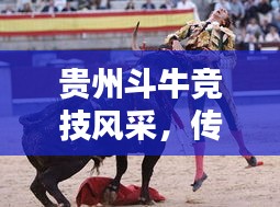 貴州斗牛競(jìng)技風(fēng)采，傳統(tǒng)運(yùn)動(dòng)的榮耀與傳承，世界排名揭曉！