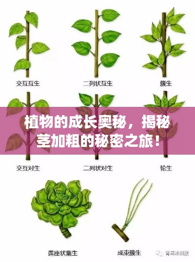 植物的成長(zhǎng)奧秘，揭秘莖加粗的秘密之旅！