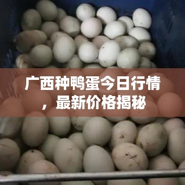 廣西種鴨蛋今日行情，最新價(jià)格揭秘