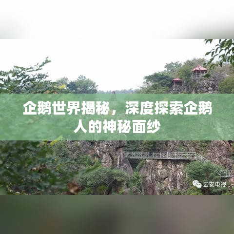 企鵝世界揭秘，深度探索企鵝人的神秘面紗