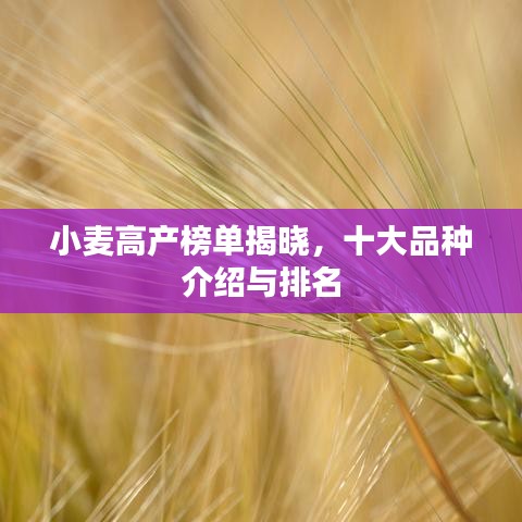 小麥高產(chǎn)榜單揭曉，十大品種介紹與排名