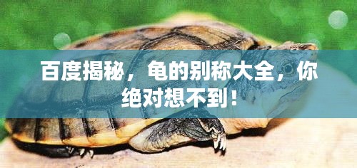 百度揭秘，龜?shù)膭e稱大全，你絕對(duì)想不到！