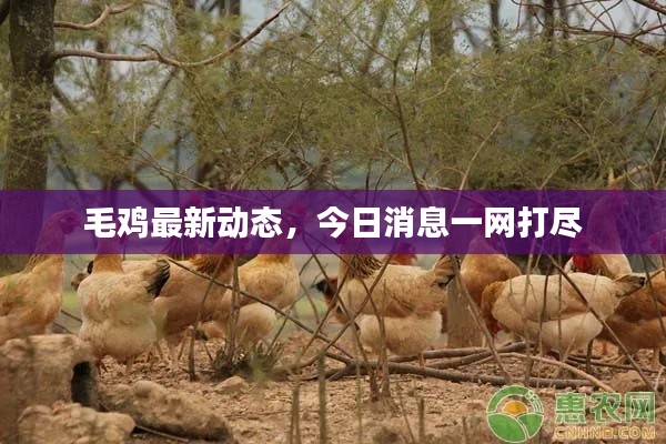 毛雞最新動態(tài)，今日消息一網(wǎng)打盡