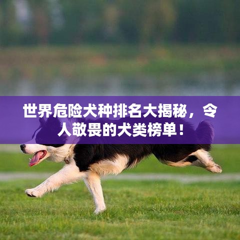 世界危險犬種排名大揭秘，令人敬畏的犬類榜單！