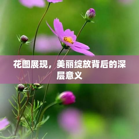花圖展現(xiàn)，美麗綻放背后的深層意義