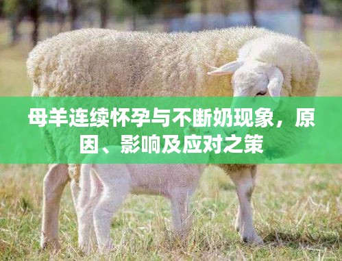 母羊連續(xù)懷孕與不斷奶現(xiàn)象，原因、影響及應(yīng)對(duì)之策