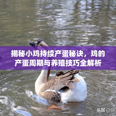 揭秘小雞持續(xù)產(chǎn)蛋秘訣，雞的產(chǎn)蛋周期與養(yǎng)殖技巧全解析