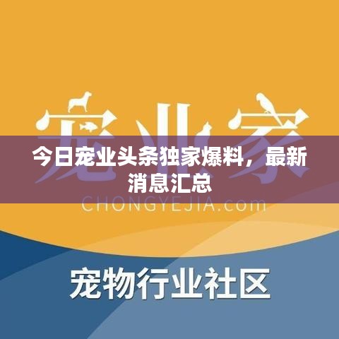 今日寵業(yè)頭條獨(dú)家爆料，最新消息匯總
