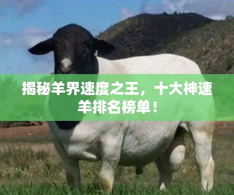 揭秘羊界速度之王，十大神速羊排名榜單！