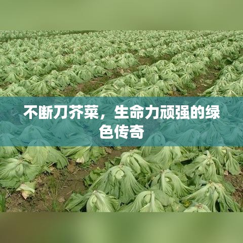 不斷刀芥菜，生命力頑強的綠色傳奇