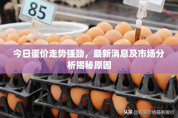 今日蛋價走勢強(qiáng)勁，最新消息及市場分析揭秘原因
