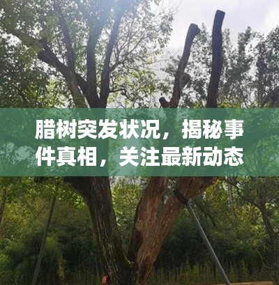 臘樹突發(fā)狀況，揭秘事件真相，關(guān)注最新動態(tài)