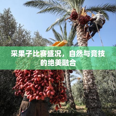 采果子比賽盛況，自然與競技的絕美融合