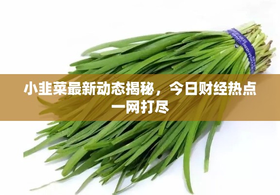 小韭菜最新動(dòng)態(tài)揭秘，今日財(cái)經(jīng)熱點(diǎn)一網(wǎng)打盡