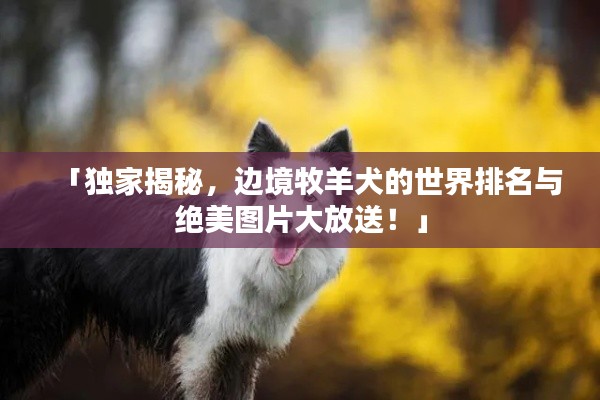 「獨(dú)家揭秘，邊境牧羊犬的世界排名與絕美圖片大放送！」