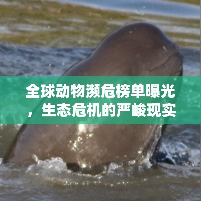 全球動(dòng)物瀕危榜單曝光，生態(tài)危機(jī)的嚴(yán)峻現(xiàn)實(shí)揭秘