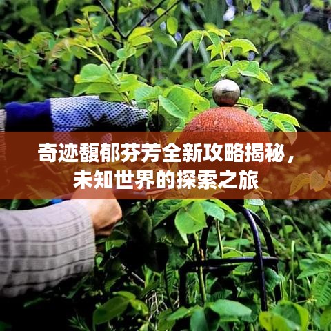 奇跡馥郁芬芳全新攻略揭秘，未知世界的探索之旅