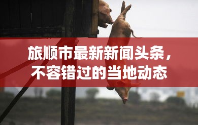 旅順市最新新聞頭條，不容錯過的當(dāng)?shù)貏討B(tài)
