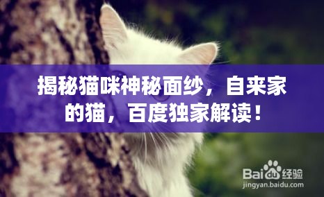 揭秘貓咪神秘面紗，自來(lái)家的貓，百度獨(dú)家解讀！