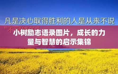 小樹勵(lì)志語錄圖片，成長的力量與智慧的啟示集錦