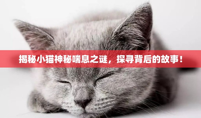 揭秘小貓神秘喘息之謎，探尋背后的故事！