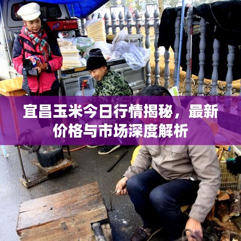 宜昌玉米今日行情揭秘，最新價格與市場深度解析