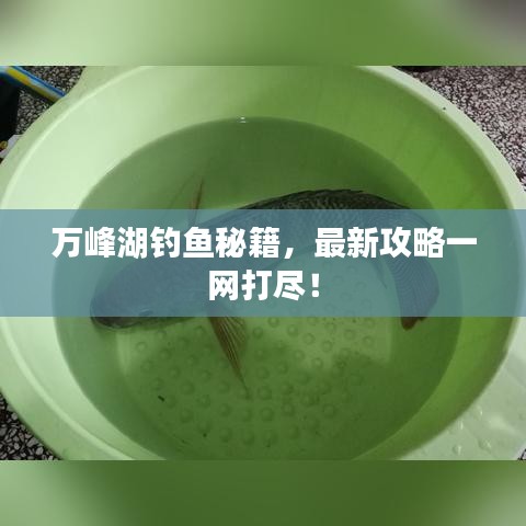 萬峰湖釣魚秘籍，最新攻略一網(wǎng)打盡！